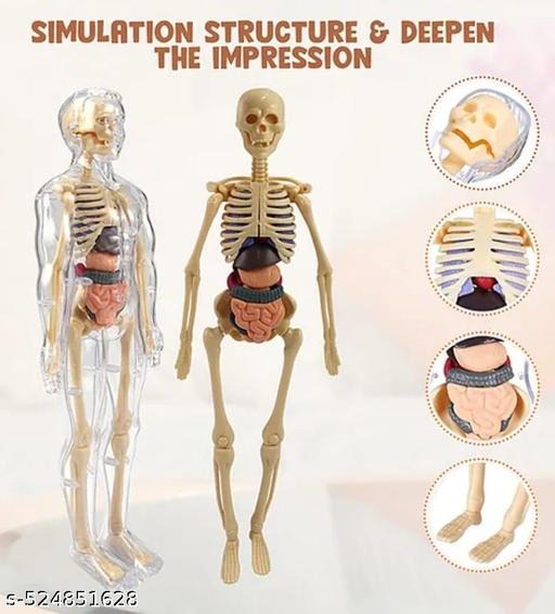 The Human Body – A Complex, Coordinated System of Cells and Organs Working Together for Life and Health